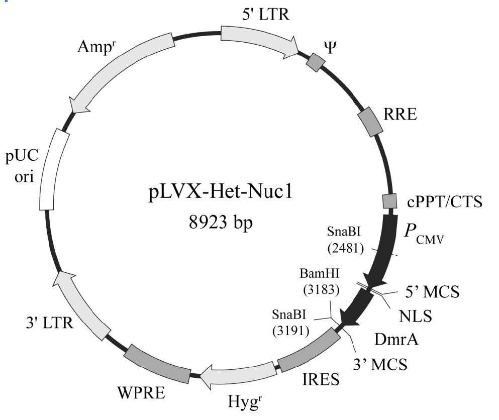 pLVX-Het-Nuc1载体图谱